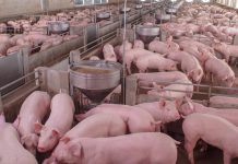 US-based companies partner for independent pork production