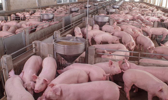US-based companies partner for independent pork production