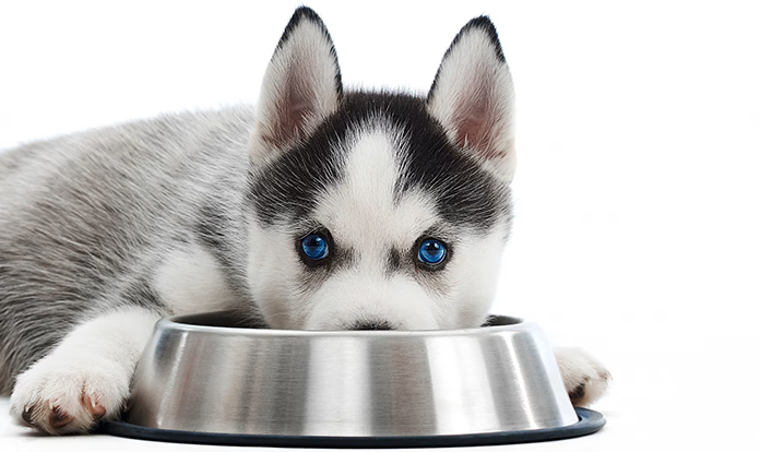 US pet food brands Natural Balance and Canidae to combine