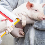 US pork industry prioritises H5N1 prevention with $2.1M funding