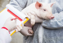 US pork industry prioritises H5N1 prevention with $2.1M funding