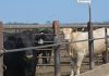 US university joins global initiative to combat methane from livestock