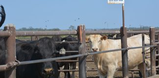 US university joins global initiative to combat methane from livestock