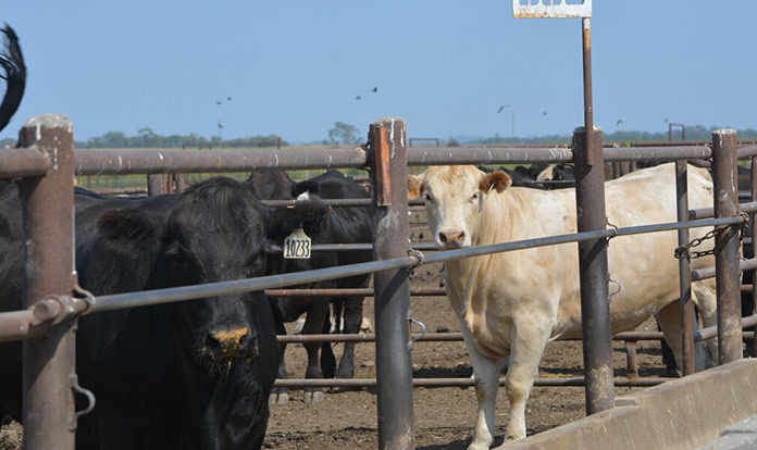US university joins global initiative to combat methane from livestock