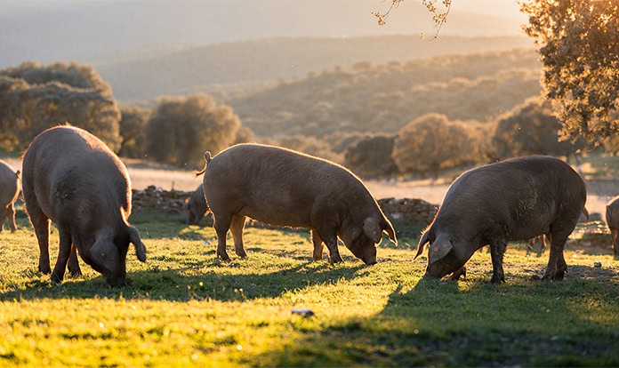 USDA gives awards to support antimicrobial resistance dashboard tools