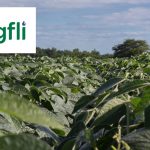 USSEC now offers carbon footprint analysis to customers