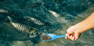 UiB’s digital twin framework promotes sustainable fish feeding