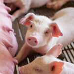 Novozymes and Bactolife join forces for health of piglets