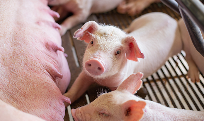 Novozymes and Bactolife join forces for health of piglets
