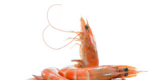 Unibio's shrimp trial shows 75% improved survival rate