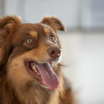 United Petfood to acquire Gold Line Feeds