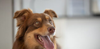 United Petfood to acquire Gold Line Feeds