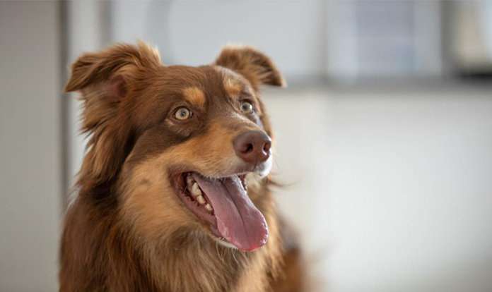 United Petfood to acquire Gold Line Feeds