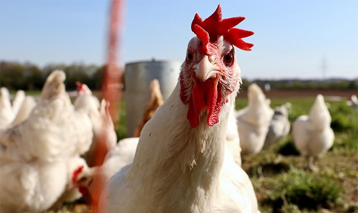University of Bristol study finds new approach to reduce antibiotic use in poultry 