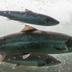 University of Stirling secures £1.4m grant for salmon health research