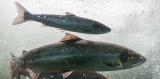 University of Stirling secures £1.4m grant for salmon health research