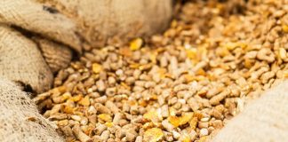 Use of Microorganisms in Animal Feed: New Guidance, New Challenges, and How to Overcome Them