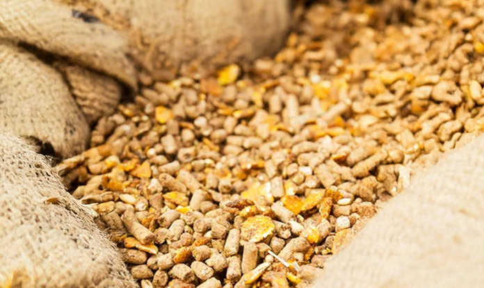 Use of Microorganisms in Animal Feed: New Guidance, New Challenges, and How to Overcome Them