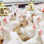 Use of advanced technologies and feed additives in connecting gut microbiome maturation to broiler performance