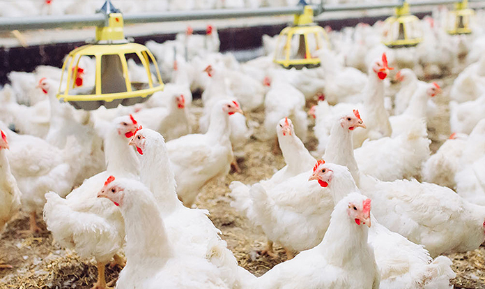 Use of advanced technologies and feed additives in connecting gut microbiome maturation to broiler performance