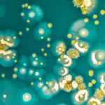 Use of antimicrobials in animals trends downwards, WOAH report says