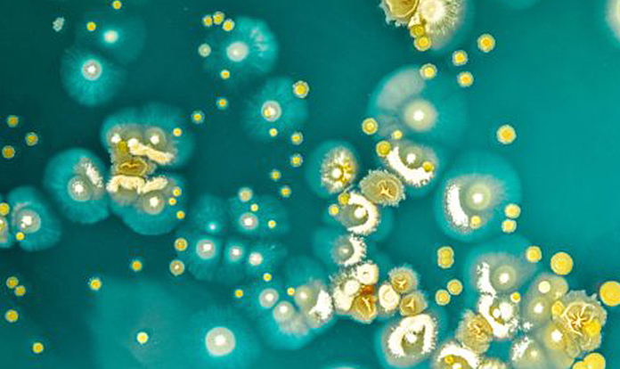 Use of antimicrobials in animals trends downwards, WOAH report says