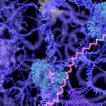 Use of enzymes in animal feeds and market dynamics