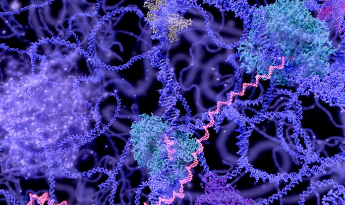 Use of enzymes in animal feeds and market dynamics