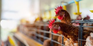 VEMO to display its natural GPA alternative at IPPE 2025