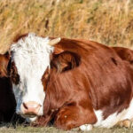 VF Care feed additive holds promise for combating FMD