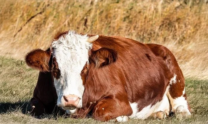 VF Care feed additive holds promise for combating FMD