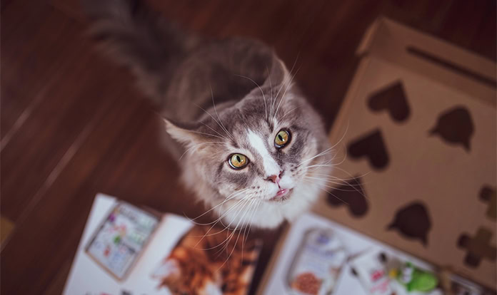  Vafo expands Central European pet food distribution network