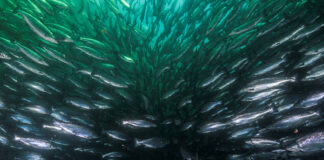 Veramaris and Manolin partnership reveals benefits of optimum omega nutrition