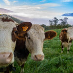 VetosEurope awarded for methane reduction initiatives