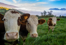 VetosEurope awarded for methane reduction initiatives