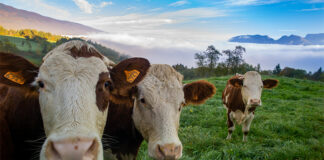 VetosEurope awarded for methane reduction initiatives