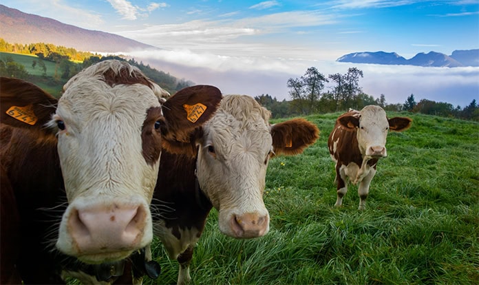 VetosEurope awarded for methane reduction initiatives