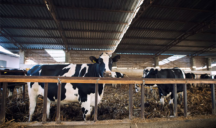 Volac Wilmar launches tool to assess dairy fat supplements