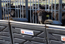 Vytelle launches integrated, low-cost methane monitoring for cattle producers