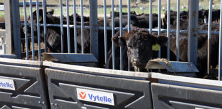 Vytelle launches integrated, low-cost methane monitoring for cattle producers