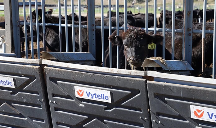 Vytelle launches integrated, low-cost methane monitoring for cattle producers