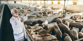 WOAH calls for antimicrobials not to be used as growth promoters