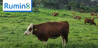 Water supplemented with Rumin 8 reduces methane by 81%