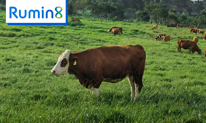 Water supplemented with Rumin 8 reduces methane by 81% 