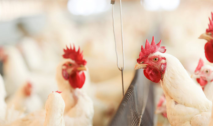 Wayne-Sanderson Farms grows poultry operations with new acquisition