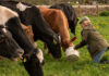 Weight loss drugs prompt changes in animal feed strategies