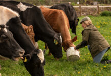 Weight loss drugs prompt changes in animal feed strategies