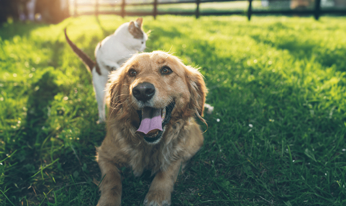 Wilbur-Ellis Nutrition joins Pet Sustainability Coalition