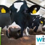 Wisium extends Polish footprint through ADM’s Premix acquisition