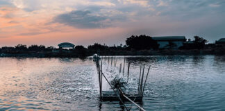 New trial: Yeast derivative supports immunity and intestinal health